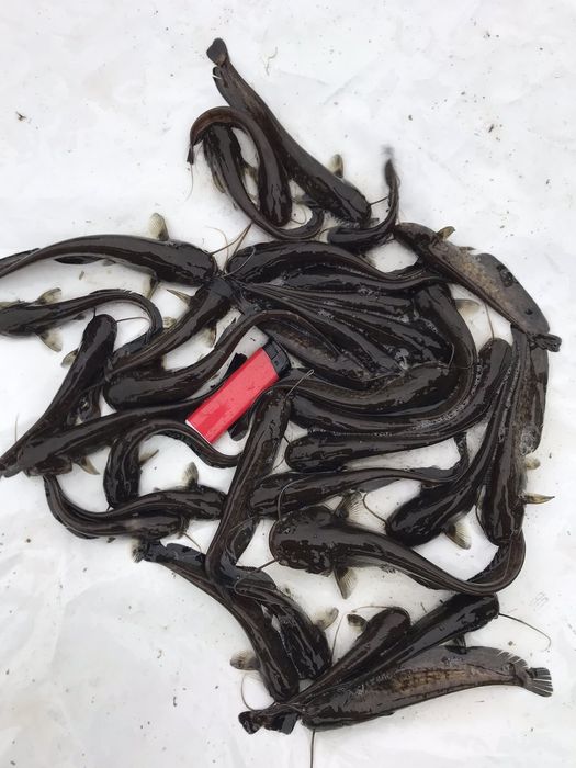 Зарибок європейський сом