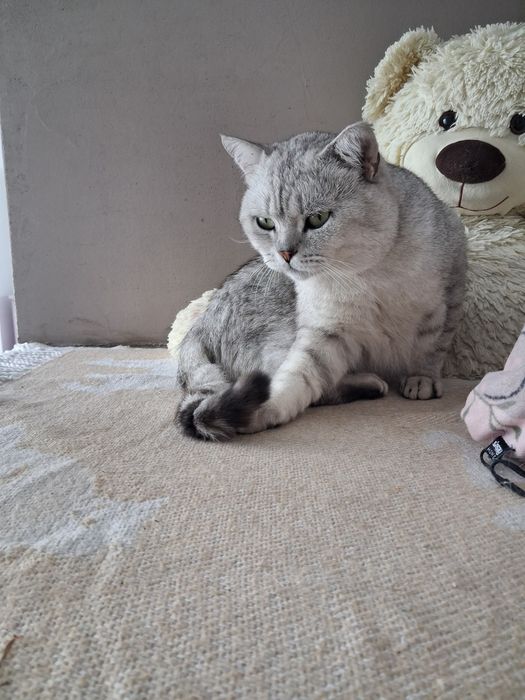 Котик Айко 2 роки