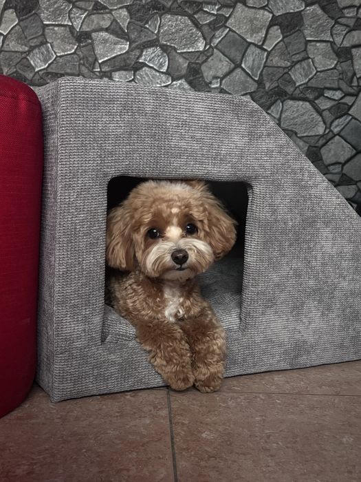 Товари для тварин Будинок лежанка переноска нірка пандус драбина