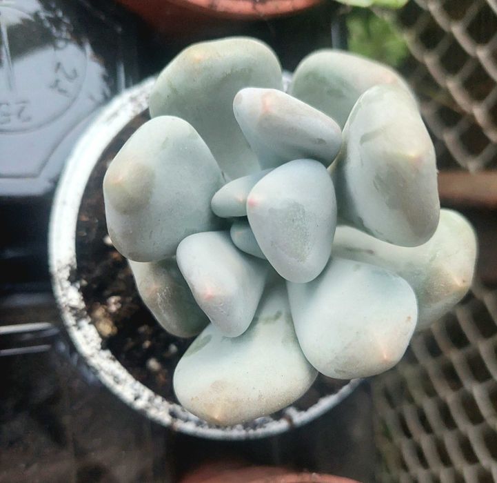 Suculentas 4€ cada