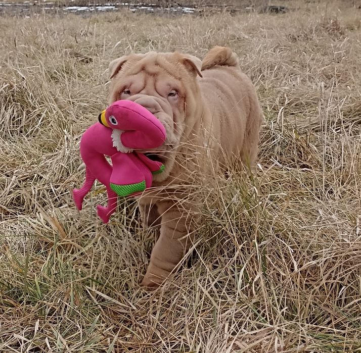 Puppy  щенок Шарпей мальчик
