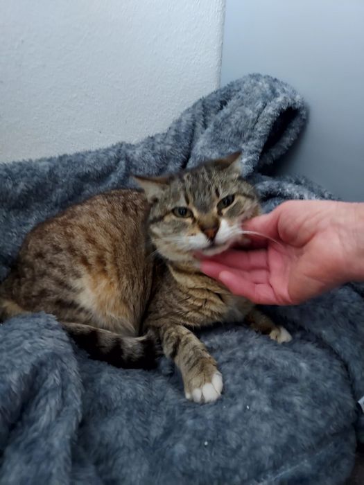 Gatinha meiguinha para adoção