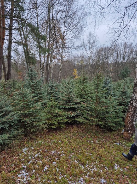 Choinki Świąteczne z plantacji