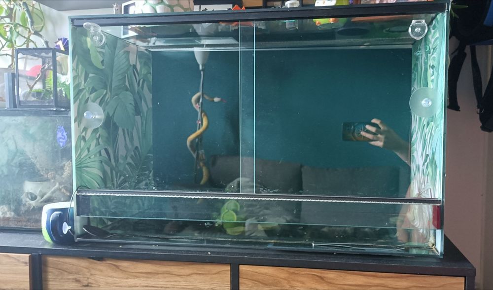 Terrarium szklane 80x50x40 + mata grzewcza