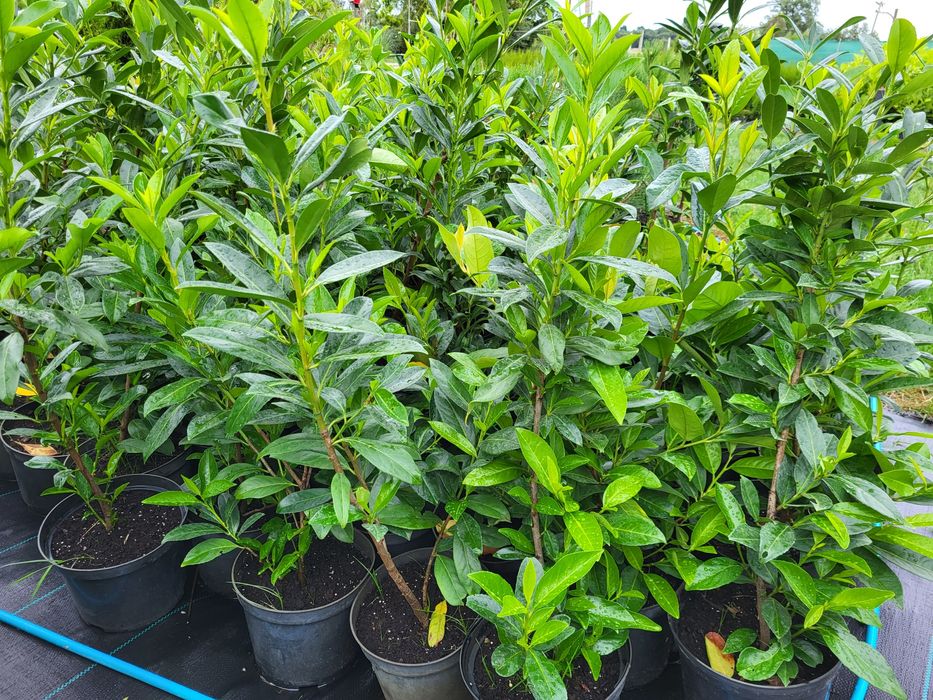 Tuja szmaragd, drzewka ozdobne, tuje 50-60cm