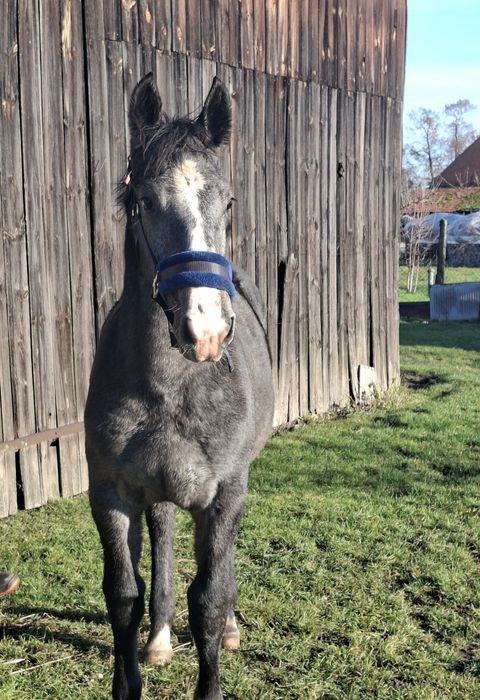Siwa klaczka rasy ślaskiej