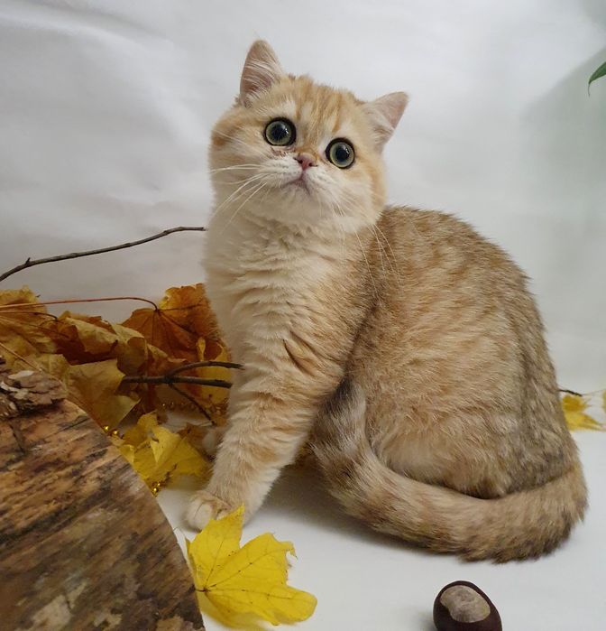 Київ золота шиншилла кішечка, шукає найулюбленіщу родину. Котята, кот