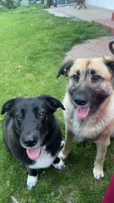 Opieka nad zwierzętami, petsitter/ Domowy hotel dla zwierząt