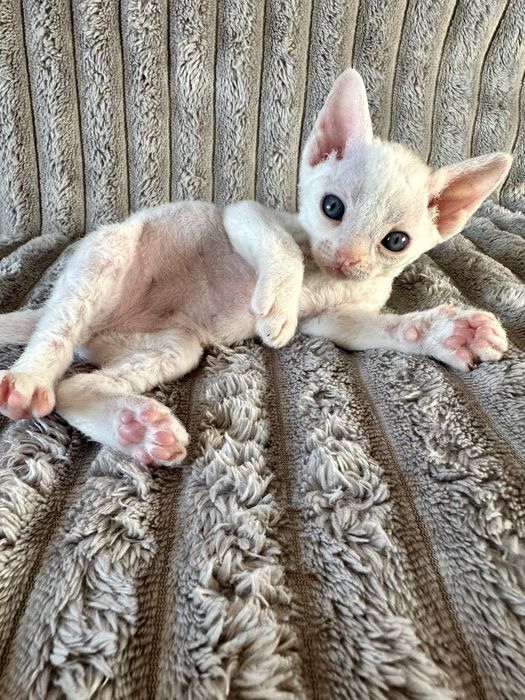 Котик Девон рекс/Devon Rex