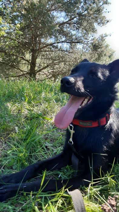 Śliczny młody piesek Charlie do adopcji ze schroniska.