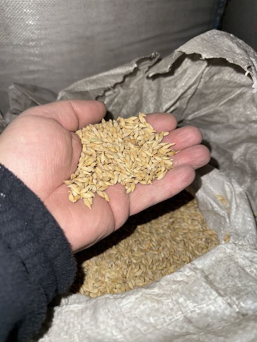 Ячмінь посівний Геліос