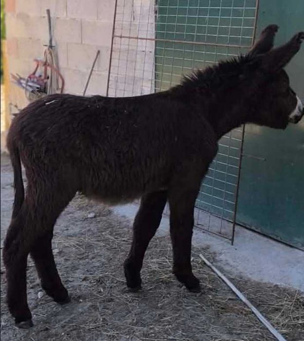Burrinho cruzado mirandês