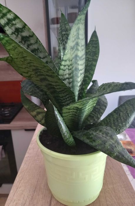 Sansewieria gwinejska