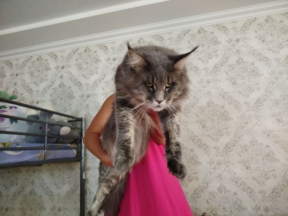 Котята чистокровные Мейн Кун