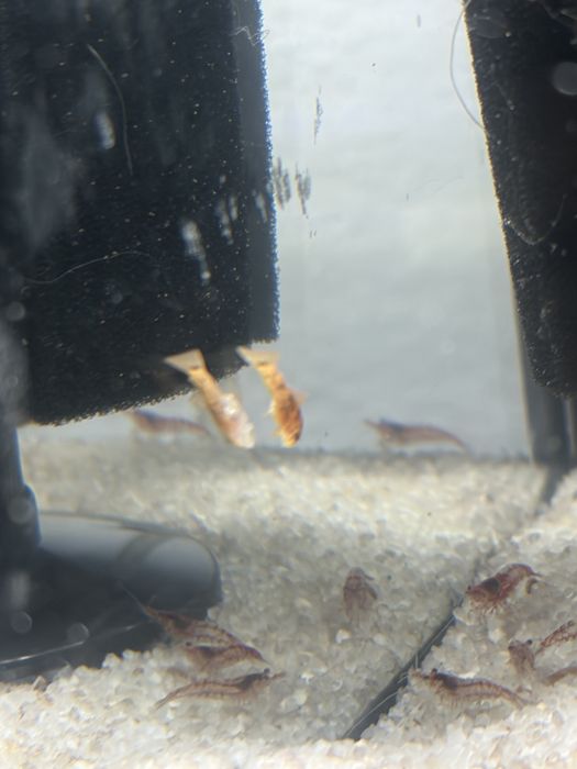 Peixes ancistrus albinos