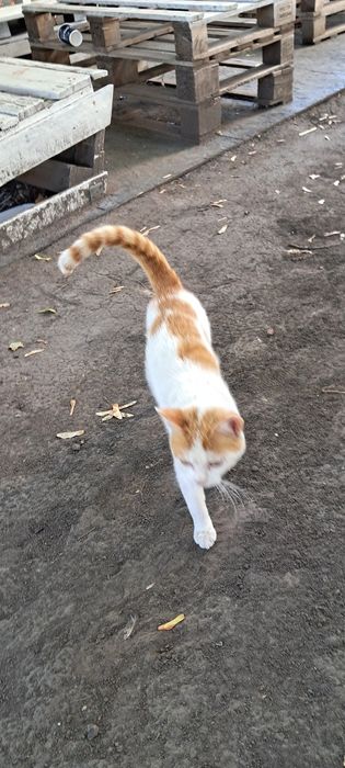 Отдам рыже-белую кошку, выбросили у метро