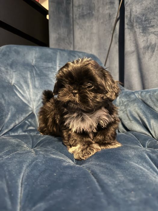 Shih tzu 2 miesieczne