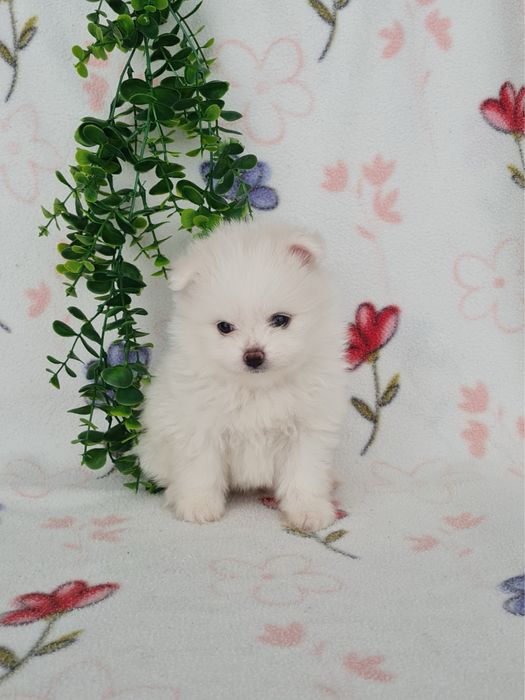 Estupendo mini mini 600g Lulu da Pomerânia / Spitz Alemão Anão de Qualidade