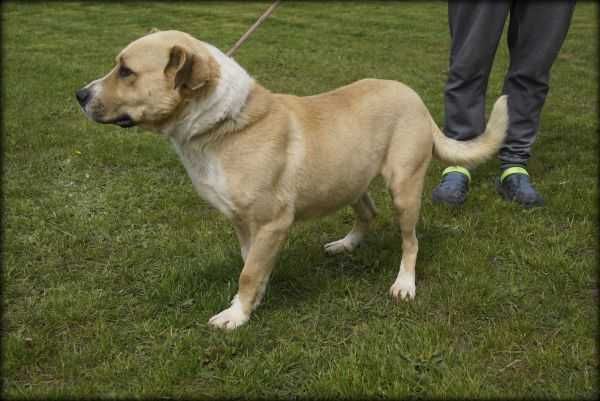 Badi - duży wesoły psiak szuka nowego domku