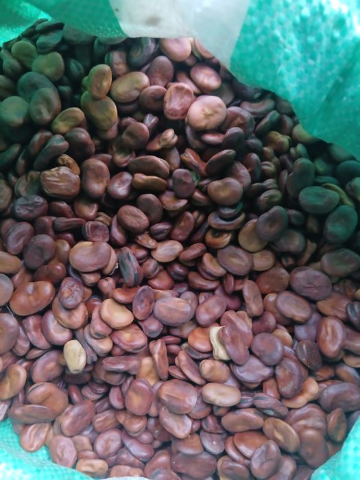 Bób Aquadulce wczesny