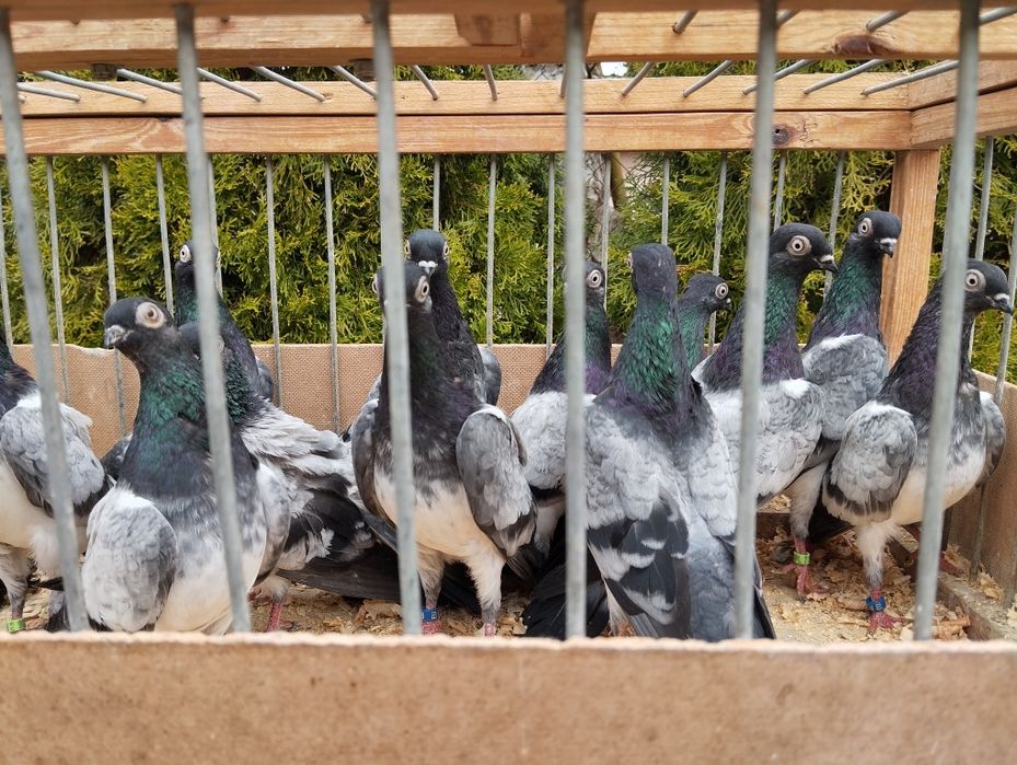 Deresze gołębie ozdobne