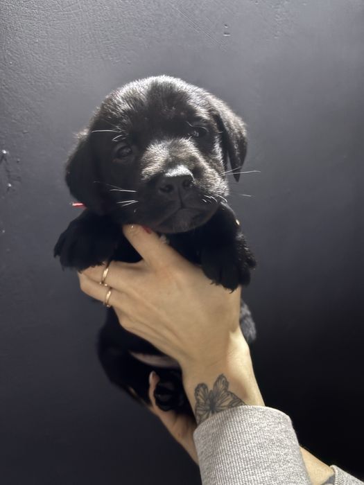 Цуценята Лабрадора