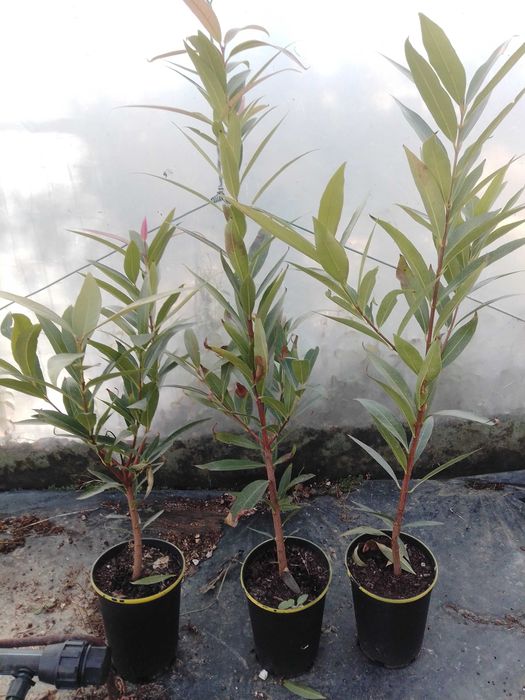 Jambolão - Jambo Amarelo