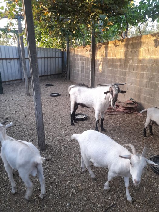 Cabras serpemtinas e alpinas