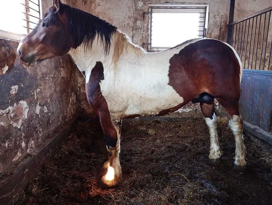 Ogier Zimnokrwisty SROKATY