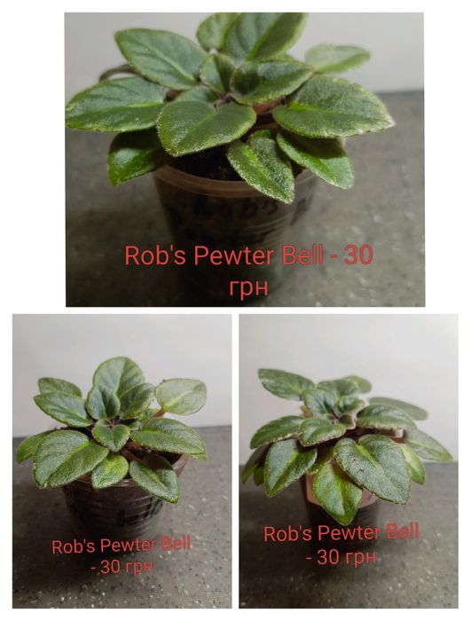 Міні фіалки продаж