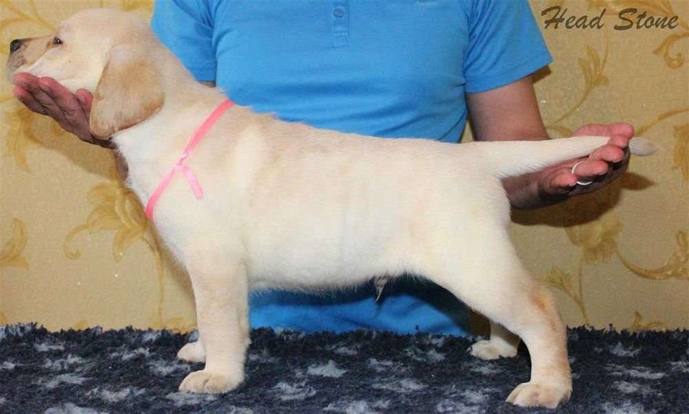 Лабрадор ретривер КСУ