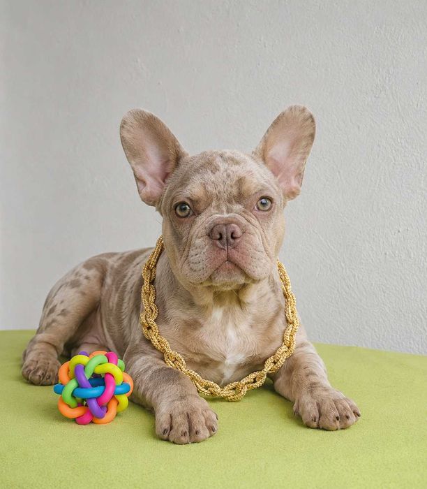 Filhote de cachorro Buldogue Francês