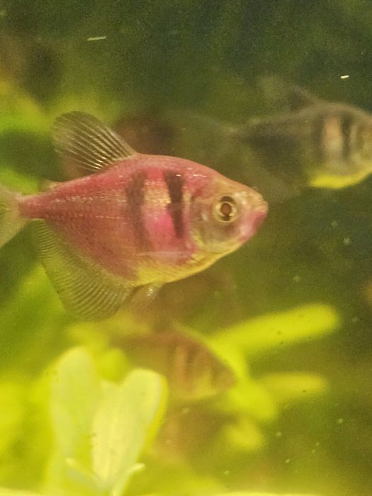 Торнеція колір бордовий тигрик та креветки рожев