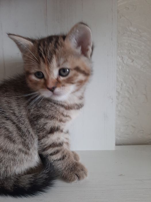 Котенятко шотландське