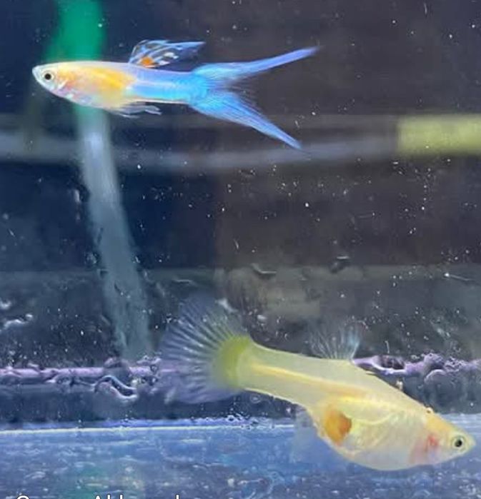 Endler Japan Blue - samiec | Rybki do akwarium