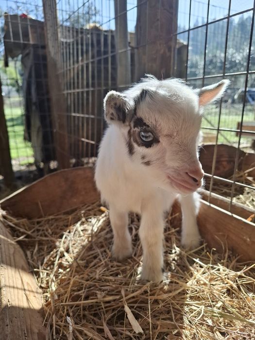 Cabras Micro Anãs (30 a 40cm) - Machos, Fêmeas e Casais