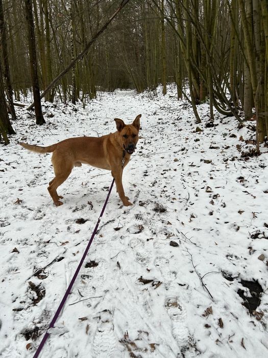 Wesoły i młody Scooby- adoptuj