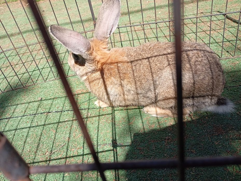Coelho macho  ..