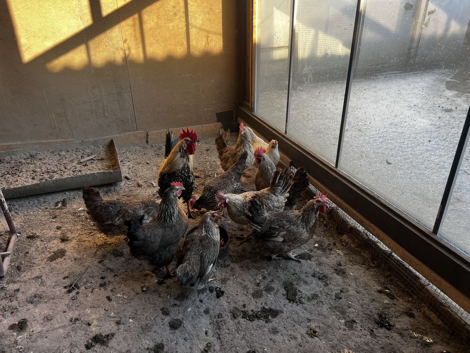 Бірківська барвиста інкубаційні яйця