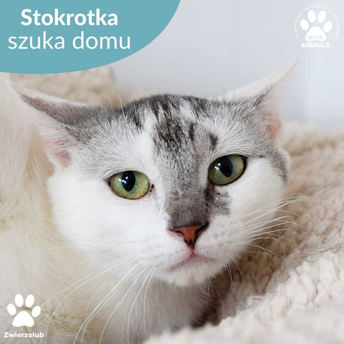 Srebrzysta kotka do adopcji! Poznajcie Stokrotkę!