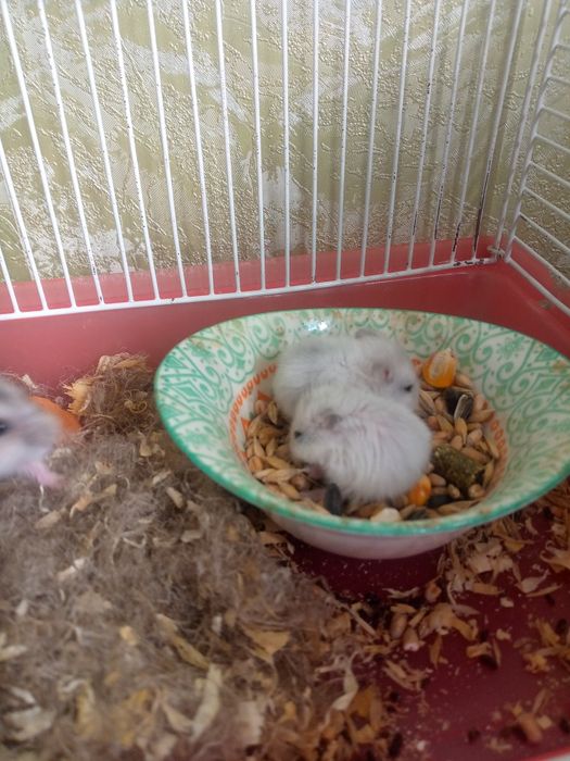 Джунгарские хомячки