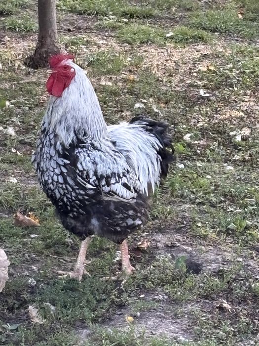 Wyandotte i kochin olbrzymi