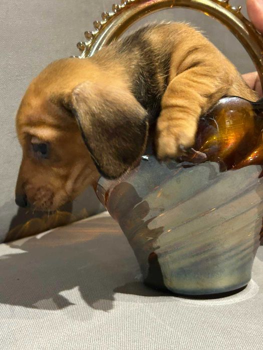 Цуценята карликової такси