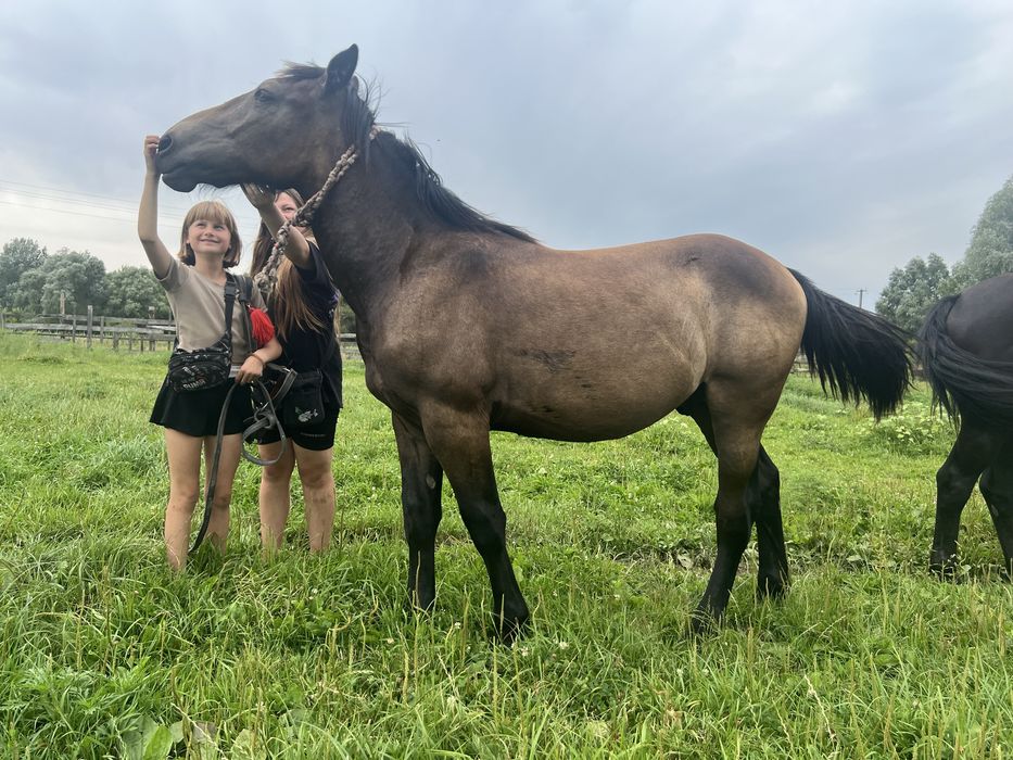 Продам лошадь,жеребець