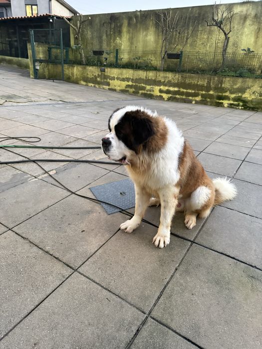 Cachorro São Bernardo de Excelência
