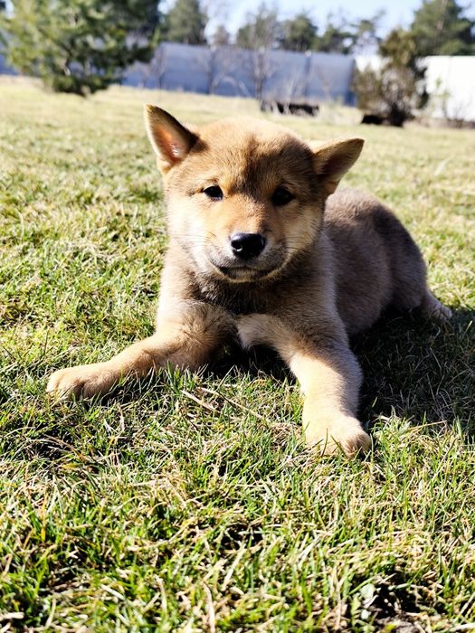 Гарнесенький хлопчик Шиба/ Сіба Іну
