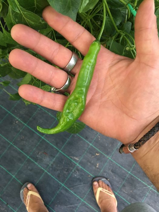 Sementes de malagueta aji guyana