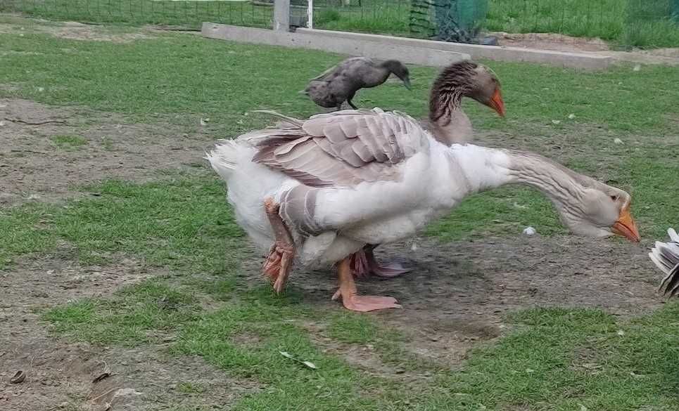 Gęsi Chołmogory