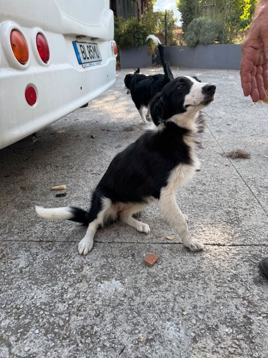 Border collie 5 meses
