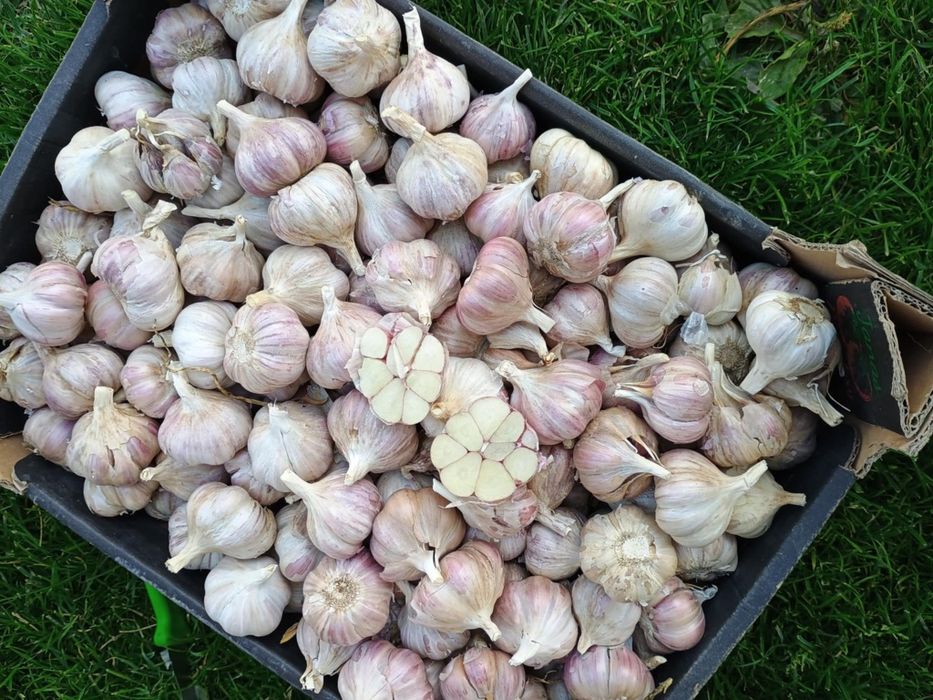 Czosnek harnaś kilówka 5 kg